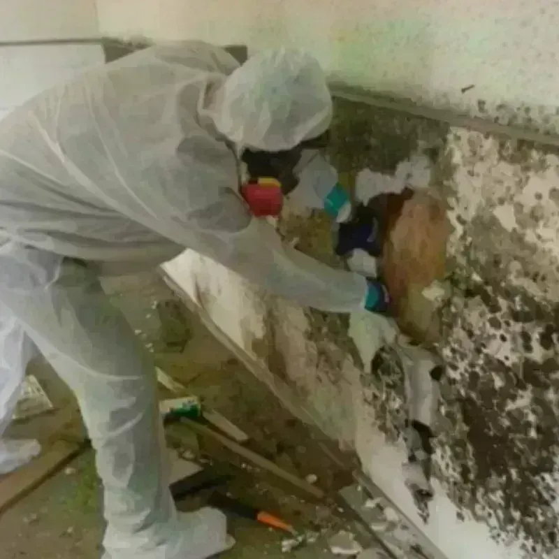 Mold Remediation and Removal in Renton, WA